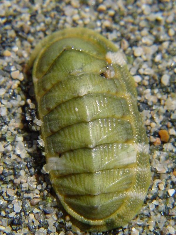 Chiton olivaceus